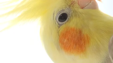 Yellow parrot with big bangs in bright sunlight. Vertical video Stock Footage 248917496