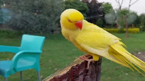 Yellow Parrot Stock Footage 164817456