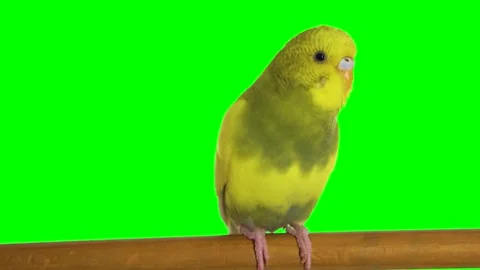 Yellow parrot on a green background screen 動画素材 328865462