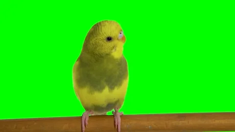 Yellow parrot on a green background screen Stock Footage 328865470