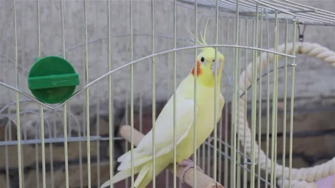 Yellow Parrot looking straight 스톡 동영상 72152782