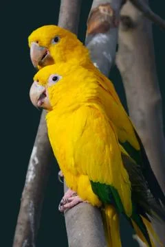 Yellow Parrot Stock Photos