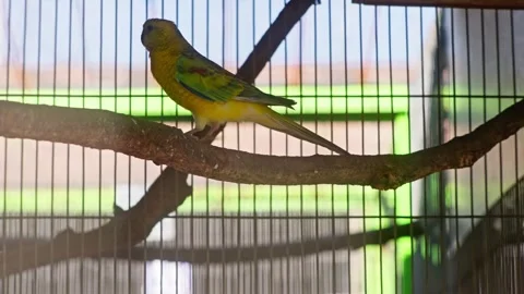 Yellow Parrot Walking on Branch in Cage Stockbeeldmateriaal 331128697