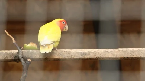 The yellow parrot in the zoo eats a pear Stock Footage 249386788