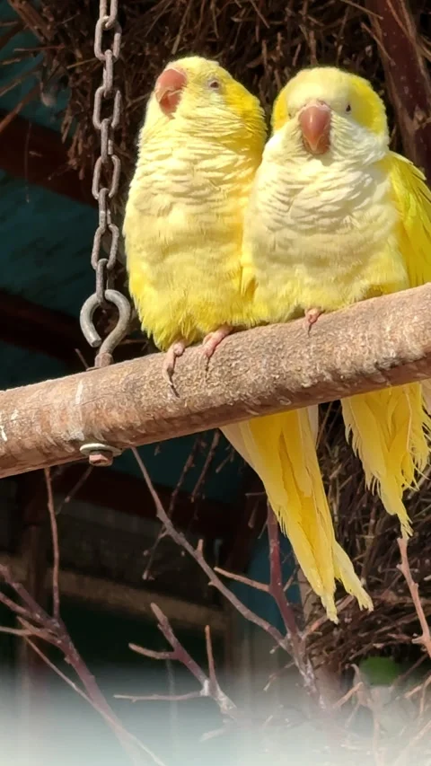 Yellow parrots on a branch Stock Footage 303852767