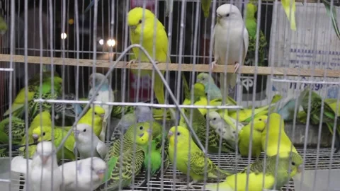 Yellow parrots in cages 스톡 동영상 164090001