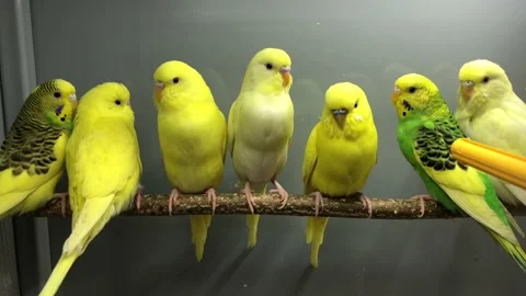 Yellow parrots Video stock 106489999
