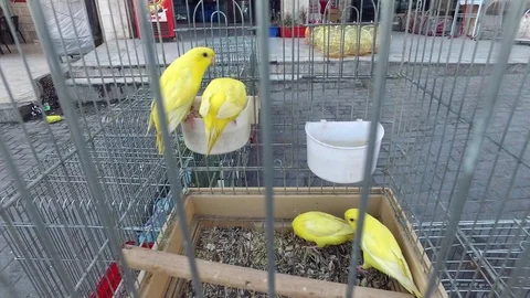 Yellow parrots gnaw seeds. Stock Footage