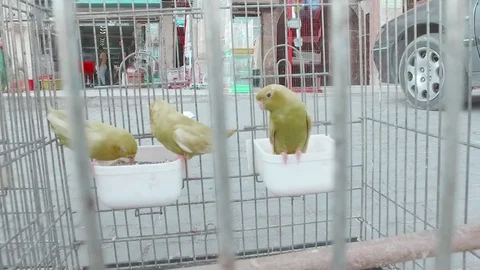 Yellow parrots. Gold. Stock Footage 77411533