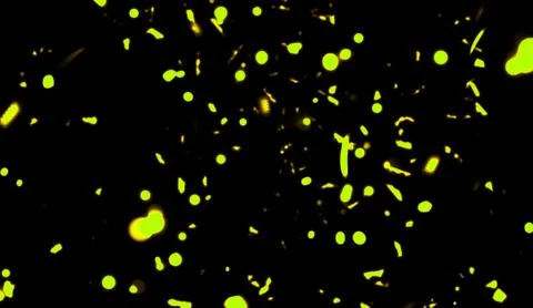 Yellow particles effect dust debris isolated on black background, motion powd Illustrazione stock
