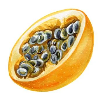 Yellow passion fruit on isolated background watercolor botanical illustration Stock Illustration