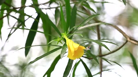 Yellow pastel colour oleander Stock Footage 65067129