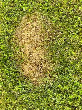 A yellow patch of grass in the lawn Stock Photos