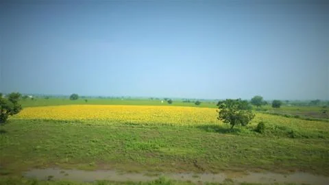 YELLOW PATCH LAND IN GREENERY 스톡 사진