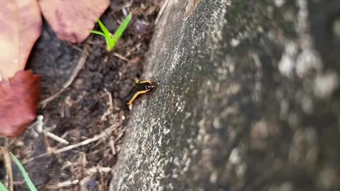 Yellow patterned millipede Stock Footage 309870853