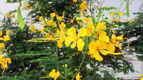 Yellow Peacock Flower Stock Footage 67413563