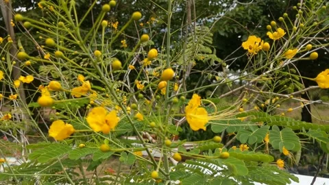 Yellow peacock flower Stock Footage 248900185