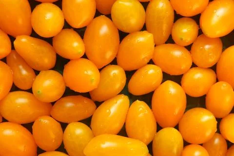 Yellow pear tomato background. Vegetable market, agriculture organic farm. .. Stock Photos