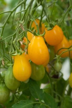 Yellow pear tomatoes Stock Photos