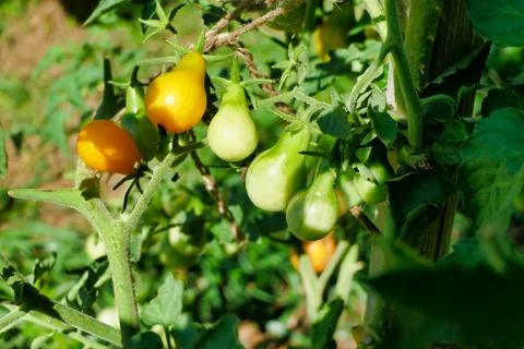 Yellow Pear Tomatoes. Stock Photos