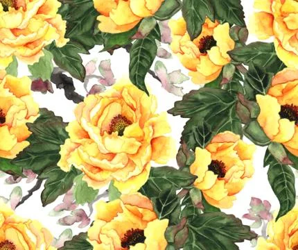 Yellow peonies on white Stock Illustration