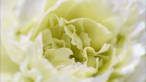 Yellow Peony Blooming Close-Up Timelapse in High Key Stock Footage 306582295