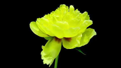 Yellow Peony Blooming in Time Lapse on a black Background. Cream Flower Moving Stock Footage 245681981