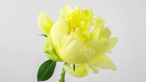 Yellow Peony Blooming in Time Lapse on a white Background. Cream Flower Moving Stock Footage 249719271