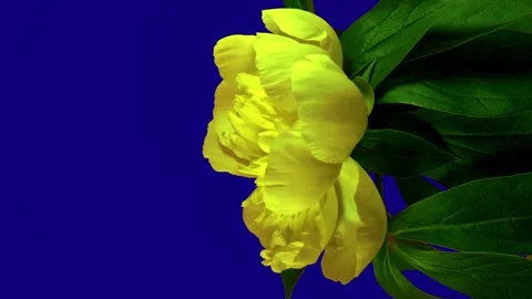 A yellow peony opens on a blue background in time-lapse mode. Stock Footage 253593417