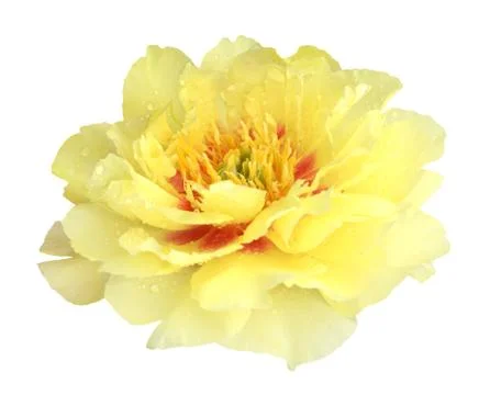 Yellow peony Stock Photos