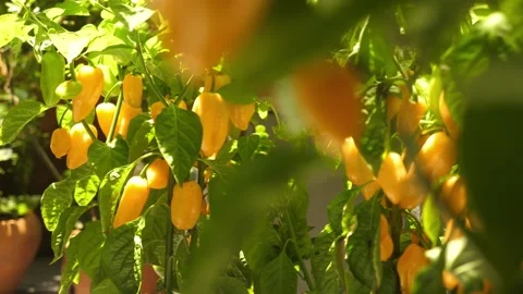 Yellow pepper garden Stock Footage 272315207