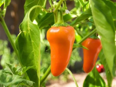 Yellow pepper Stock Photos