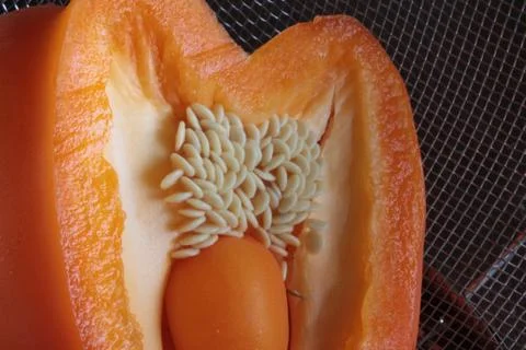 Yellow Pepper Stock Photos