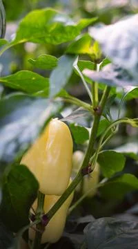 Yellow pepper in vegetable patch Stock Photos