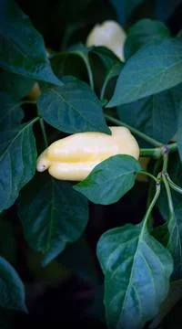 Yellow pepper in vegetable patch Stock Photos