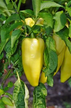 Yellow pepper on vine Foto stock