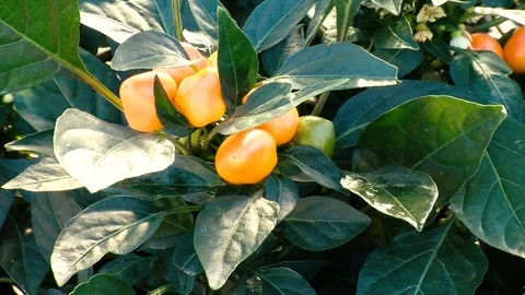 Yellow peppers Stock Footage 109173028