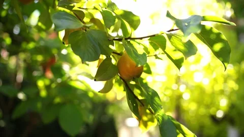 Yellow persimmon ripens on a tree branch in bright sunshine Video stock 278750876