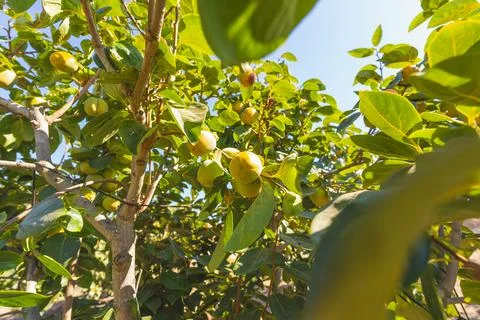 Yellow persimmons ripening on tree. 写真素材