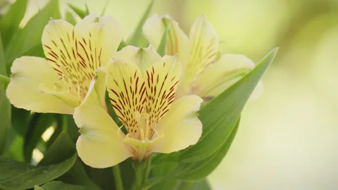 Yellow Peruvian lily flowers backlit by the sun - close up 1. 4K tripod Stock Footage 244152257