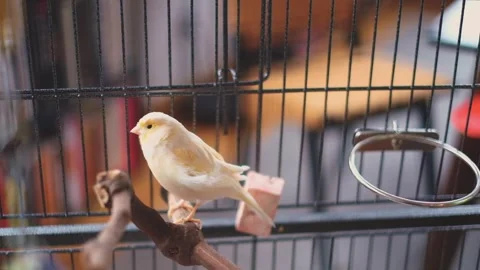 Yellow Pet Bird in Cage Stock Footage 301648996