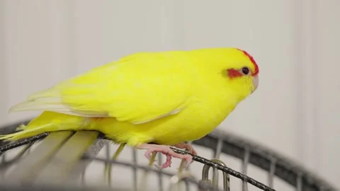 Yellow pet bird sitting on a cage Stockbeeldmateriaal 342962427