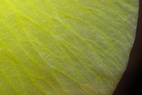 Yellow Petal Texture Macro Background Stockfoto's