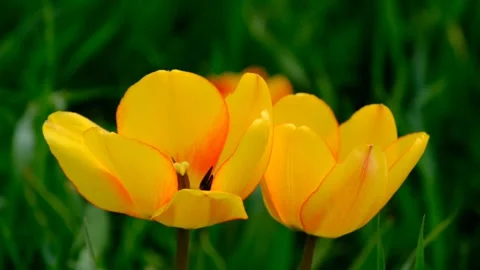 Yellow petaled flower Stock-Footage 273697976