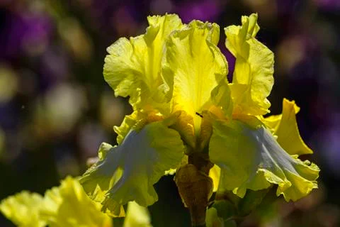 The yellow petals of the iris shine through the bright sun. Stock Photos