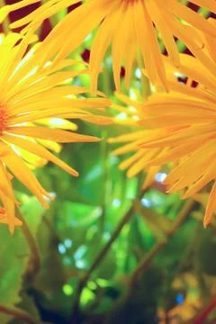 Yellow petals 스톡 사진