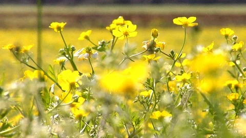 Yellow Petals Wave Stock Footage 105068367