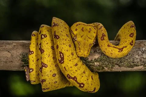 Yellow-phase Green Tree Python perched on a tree 스톡 사진