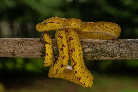 Yellow-phase Green Tree Python perched on a tree 스톡 사진