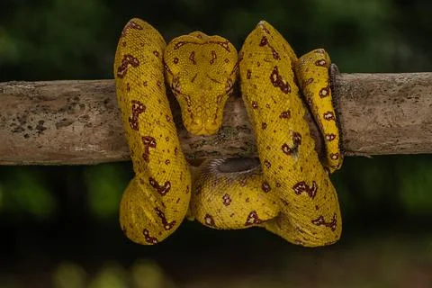 Yellow-phase Green Tree Python perched on a tree 스톡 사진